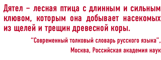 Дятел - лесная птица