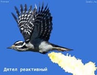 Дятел реактивный