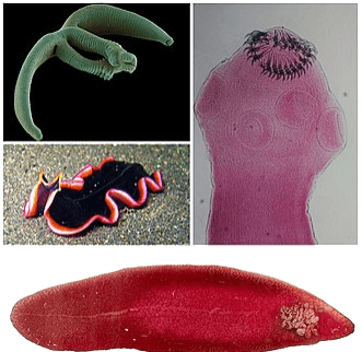 Flatworm