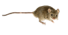 Мышь