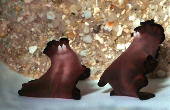 Pseudobiceros bedfordi