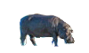Бегемот